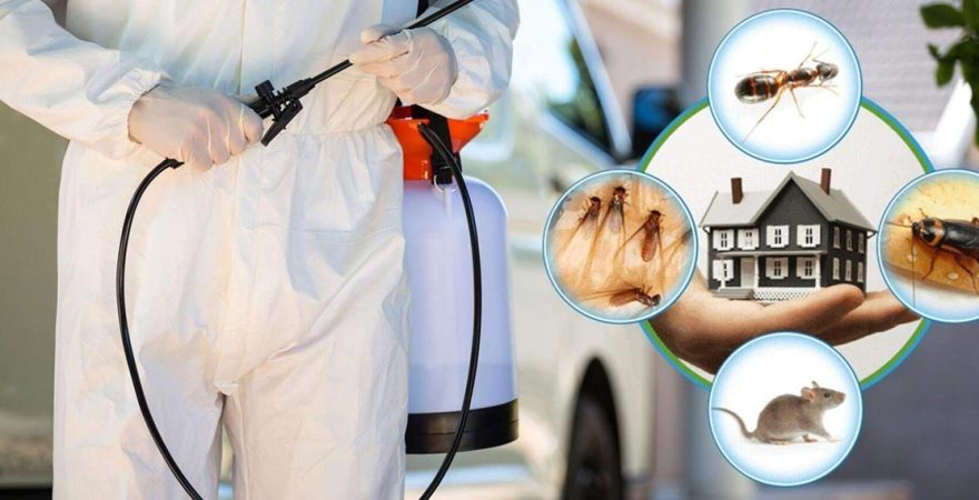 Alsancak Böcek İlaçlama